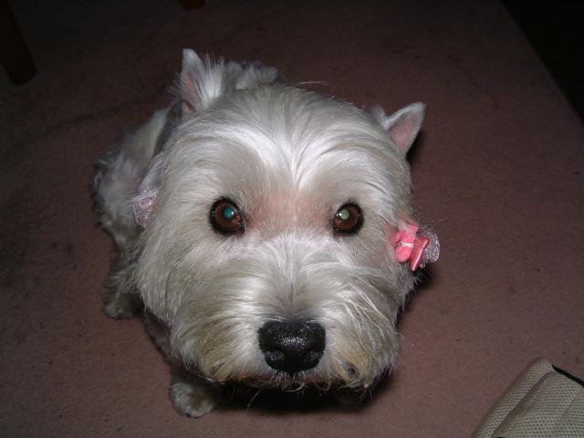   柏市　N様邸　ペットドア取り付けリフォーム